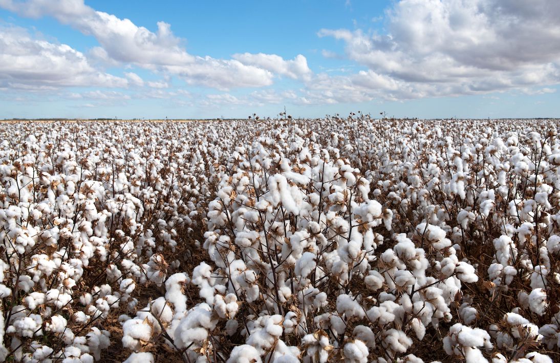 NDF Group Supports the Cotton Conference 2022